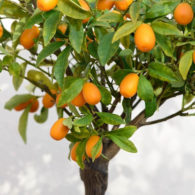 Direct Gardening Cleopatra Dwarf Mandarin Orange Tropical Citrus Starter Tree-Can't Ship to AZ,CA,FL,LA,SC or TX