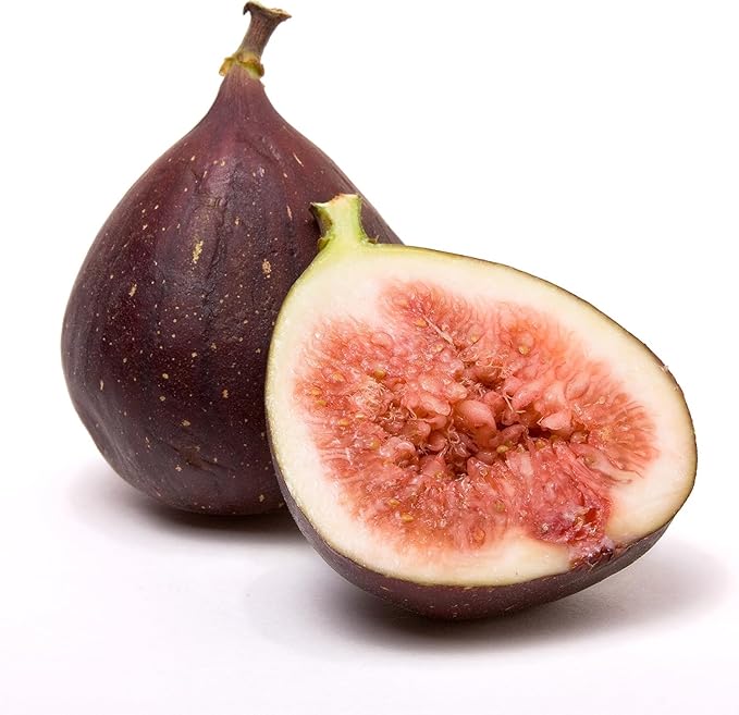 Celeste Fig Tree Live Plant - Honey/Sugar Fig - Ficus carica by Wellspring Gardens - Starter Plant Ideal for Gardens & Containers - Great for Indoor Houseplants, Outdoor Landscaping & Garden Planting