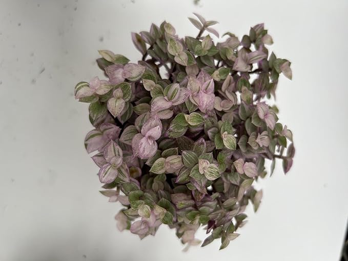 3 Pack Callisia Repens Collectors Pack ~ 3 Varieties VAR Bolivian Gold, Pink Lady and Bolivian Gold ~ Live Potted Houseplants for Home and Garden ~ Low Maintenance, Vibrant Foliage, Indoor Outdoor