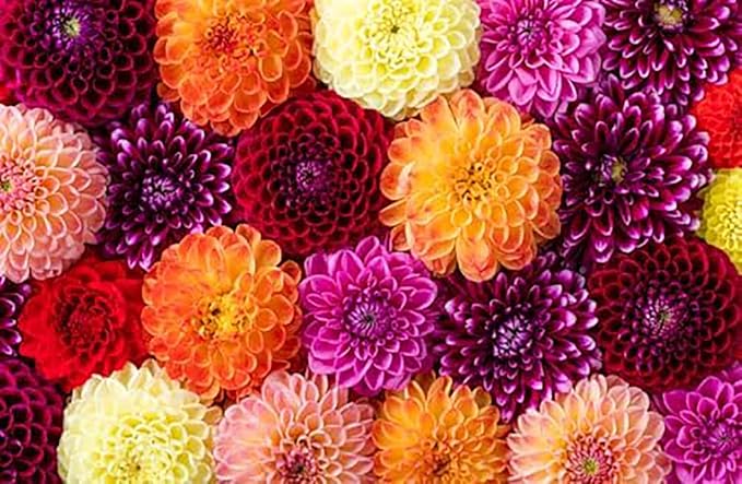 Arbatax Dahlia - 5 Gallon Size Bareroot Tuber…
