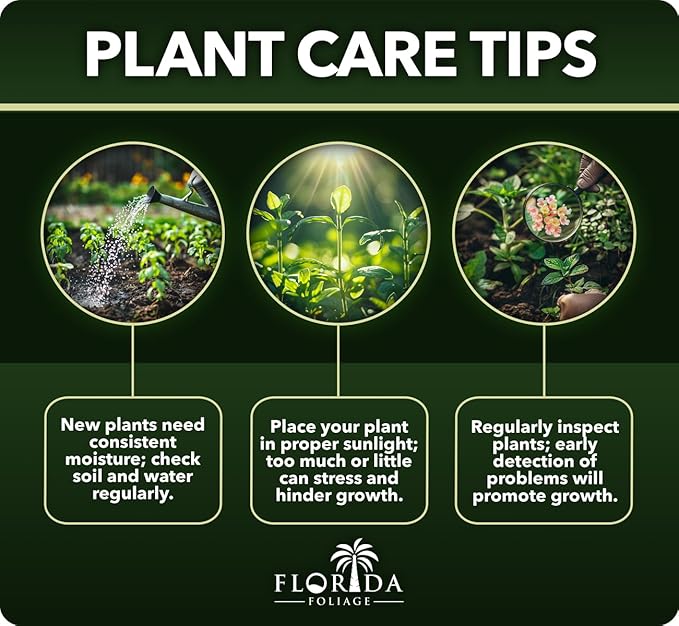 Japanese Holly Fern - 30 Live Plants - Cyrtomium Falcatum Rochfordianum