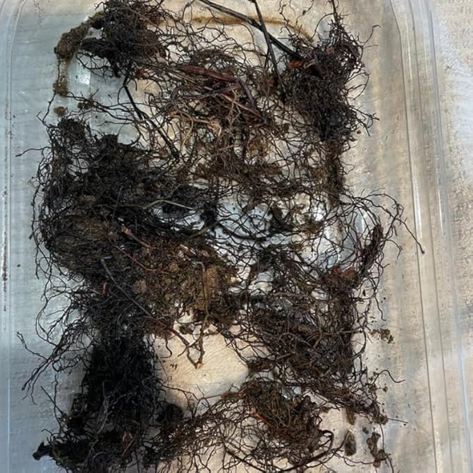 20 Ostrich Fern Rhizomes/Roots - Matteuccia struthiopteris - (20 Pack)