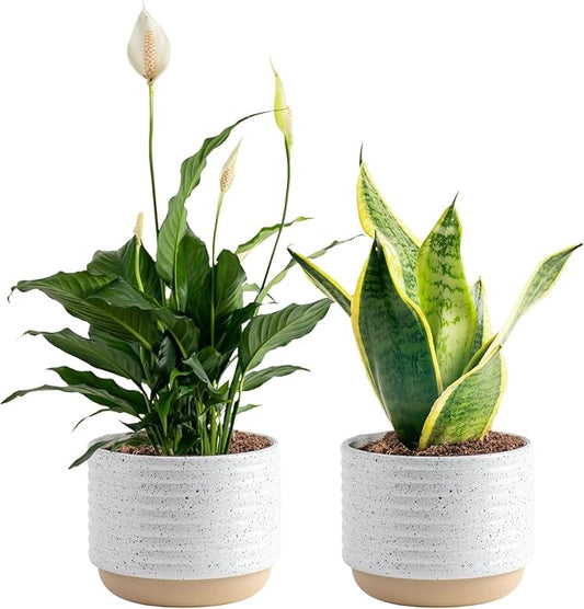 Costa Farms Live Plants (Pack of 2), Easy to Grow Live Indoor Houseplants in 3.8-Inch Plant Pots, Hand-Selected Varieties, Home and Room Decor, 8-10 Inches Tall