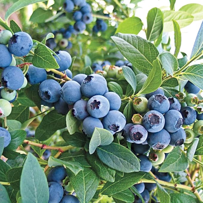 Direct Gardening Mini Blues Blueberry Bush Starter Plant, 1 per Offer-Can't Ship to CA, GA, MI, OR or WA