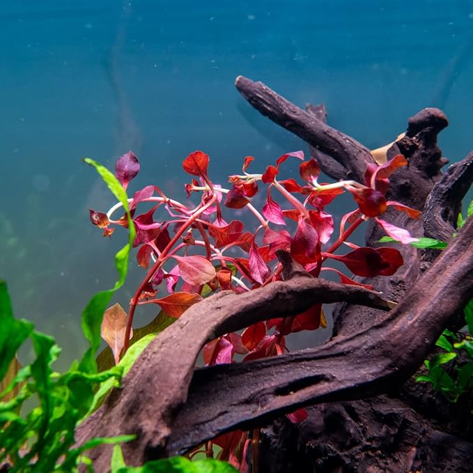 Mini Bolbitis Baby Leaf - Live Aquarium Plant for Fish Tank Decorations (1 Pot)