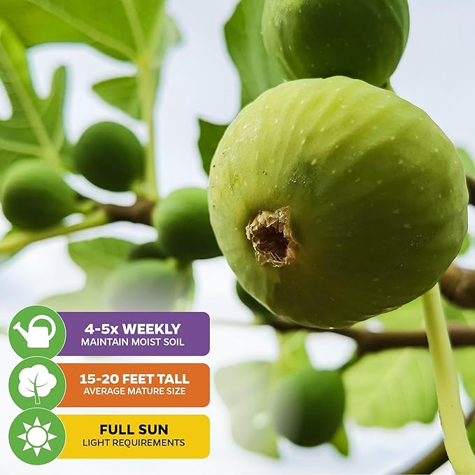Lattarula Honey Fig (Italian Honey) Live Fig Plant - Ficus carica by Wellspring Gardens - Starter Plant for Your Garden and Patio - Grow Your Own Edible Fruit Tree