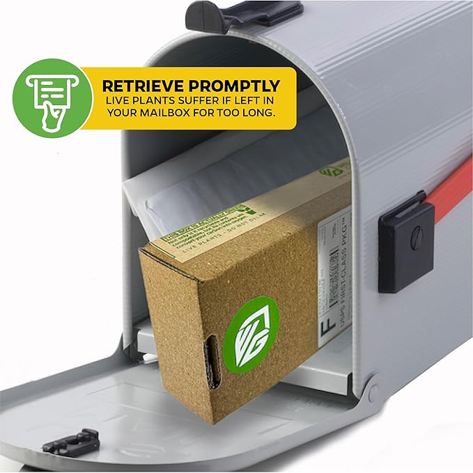 Fignomenal Dwarf Fig Live Plant - Ficus carica - Wellspring Gardens Starter Potted Plant for Indoor and Outdoor Home Decor, Gift Essential for House