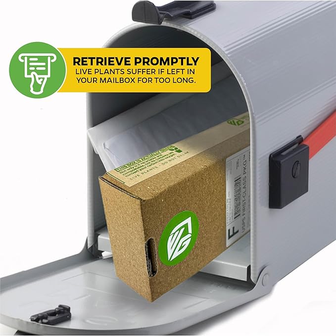 Dwarf Cavendish Banana Plant Live Tree - Musa by Wellspring Gardens – Starter Plant for Indoor and Outdoor Ambiance - Compact Size