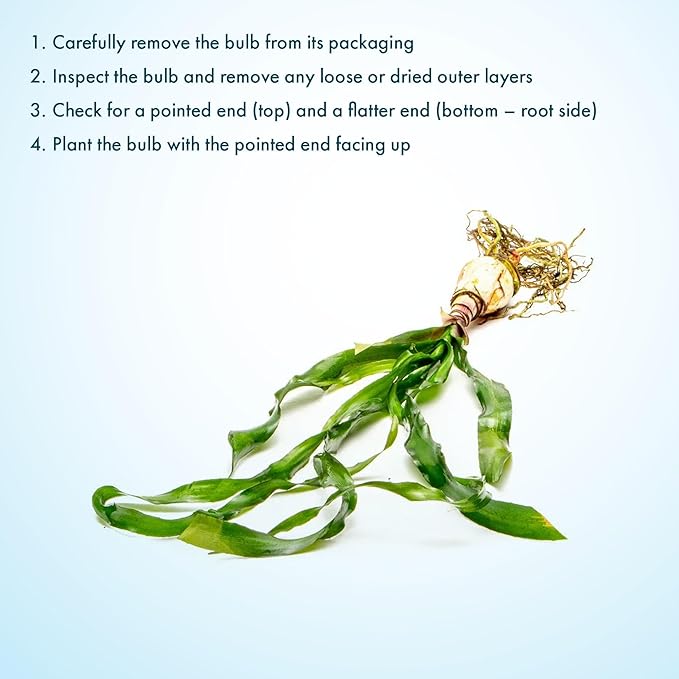 Live Plants - Thai Onion Plant (Crinum thaianum) - Medium Light, Green Accent Freshwater Aquatic Plant, Midground to Background Placement for Aquascaping - Bulb Growth - Bulb - 1 Pack