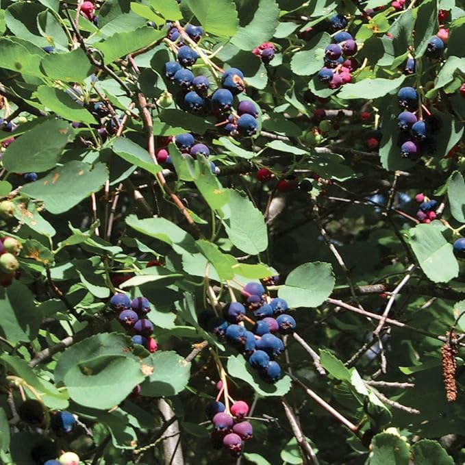 Direct Gardening Patriot Blueberry Bush Starter Plant, 1 per Offer-Can't Ship to CA, GA, MI, OR or WA