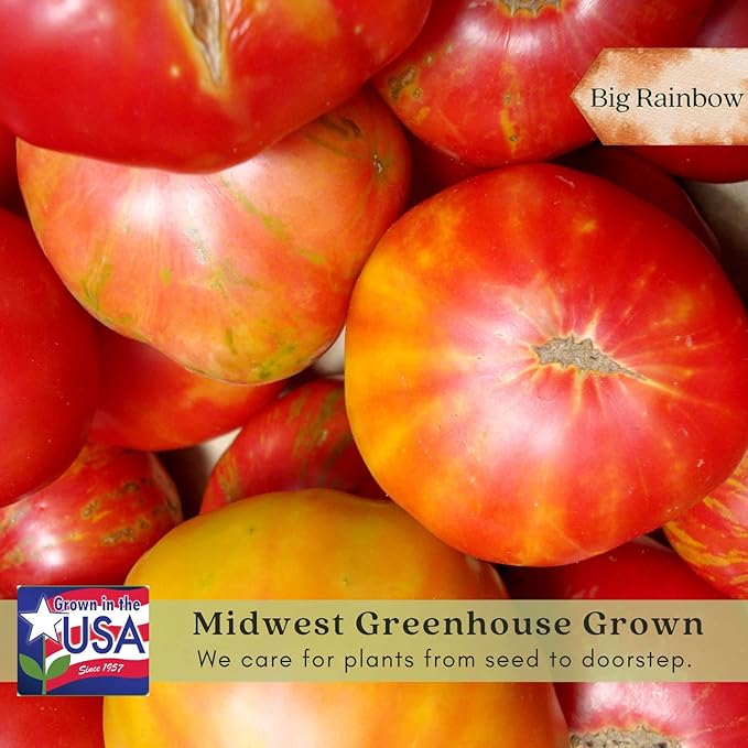 Clovers Garden Big Rainbow Tomato Plants – Two (2) Live Plants – Non-GMO - Not Seeds - Each 4" to 8" Tall – in 4" Inch Pots – Heirloom, Indeterminate