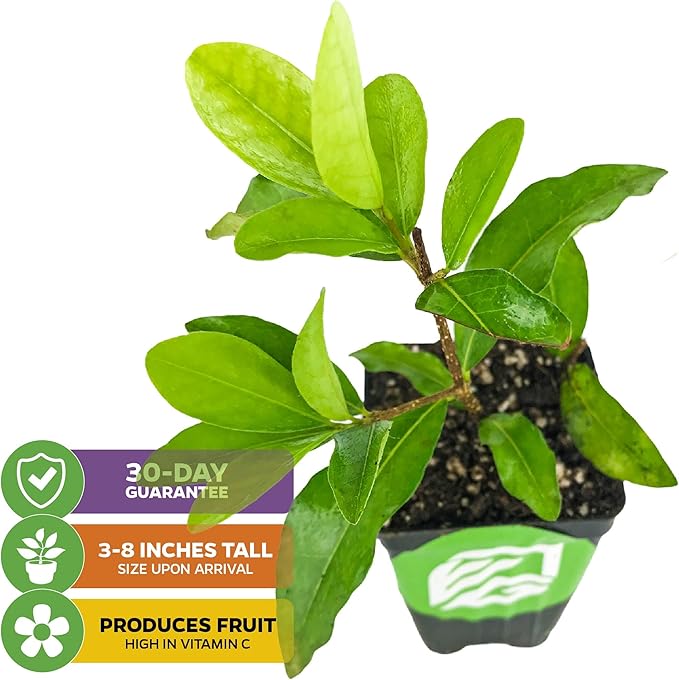 Barbados Cherry Live Plant (Acerola/Wild Crapemyrtle) - Malpighia emarginata - Wellspring Gardens Starter Plant - Healthy Live Plant - Compact Size Fresh Fruit, Ideal for Gardens & Containers