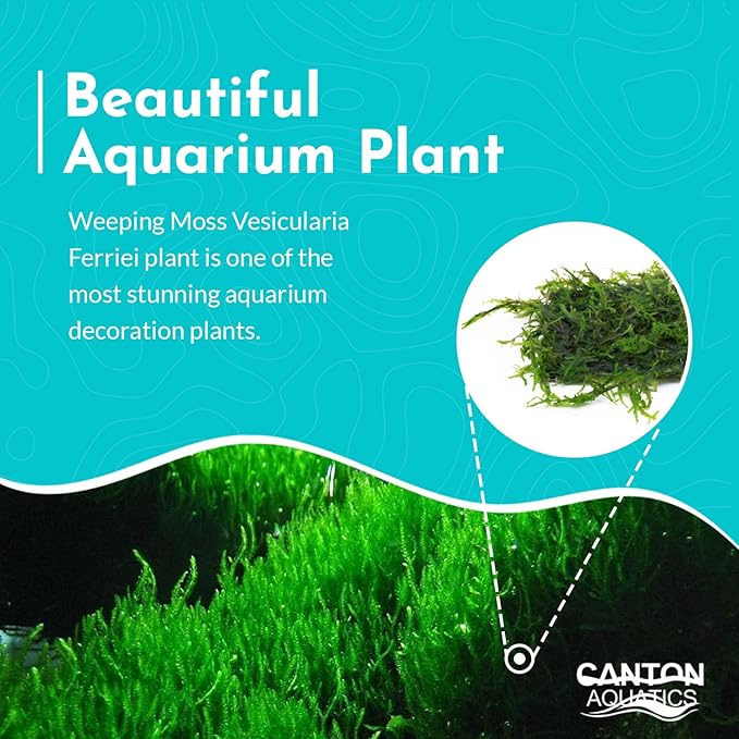 Live Aquarium Weeping Moss Vesicularia Ferriei - Long Lasting & Easy to Maintain - Improve Water Quality - Stunning Appearance