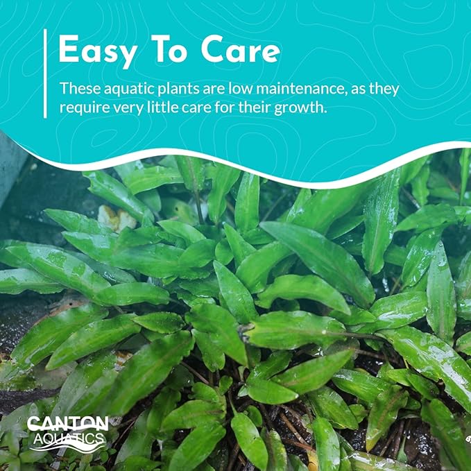 Cryptocoryne Crypt Lucens Small