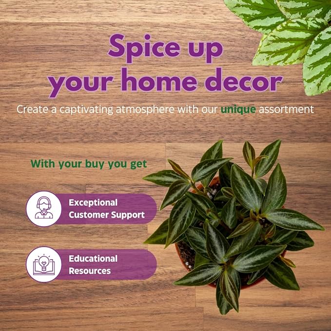 BubbleBlooms Peperomia Assortment, 6 Different peperomias in 2 inch pots Grower's Choice