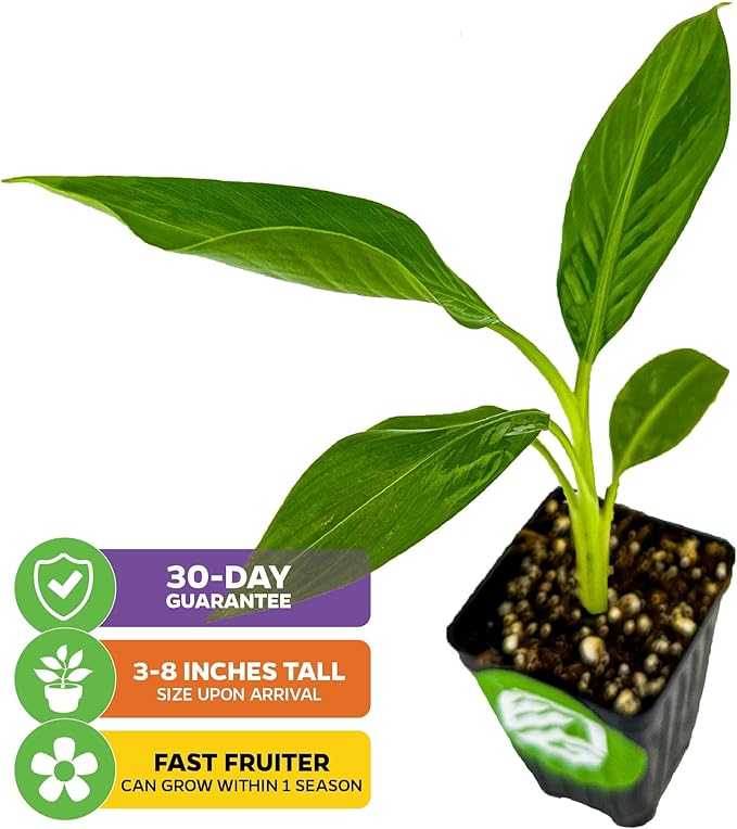 Dwarf Kokopo Banana Plant - Musa acuminata by Wellspring Gardens - Swift Fruiting, Exquisite Taste, Orange-Tinted Pulp, Container and Outdoor Growth, Vitamin A and Beta Carotene-Rich Banana