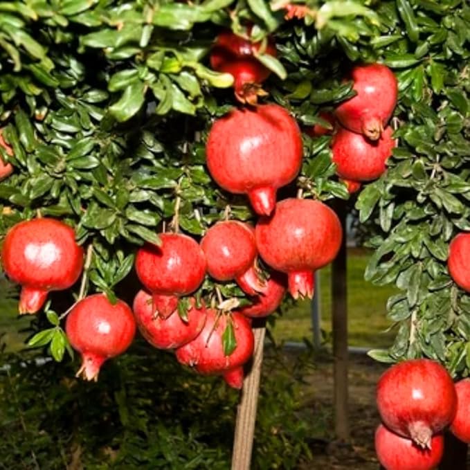 Pack 2 Wonderful Pomegranate Tree, Hardy Red Pomegranate Bush - for Gardens and Pots- Full Roots and Easy to Plant, Size 5 to 10 Inch Tall