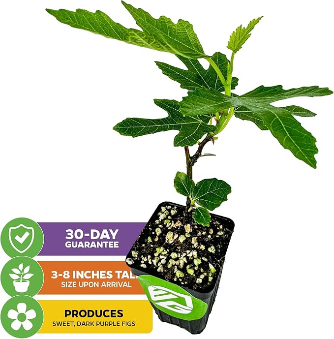 Beer's Black Fig Tree (Dwarf Habit) Live Plant - Ficus carica 'Beer's Black' - Wellspring Gardens - Cold-Hardy Fig, Dwarf Fig Tree, Compact Fig Plant - Fruit Bearing Starter Tree