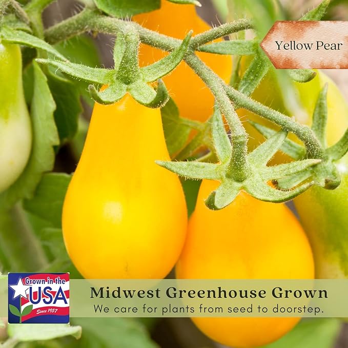 Clovers Yellow Pear Tomato Plants – Two (2) Live Plants – Non-GMO - Not Seeds - Each 4" to 8" Tall – in 4" Inch Pots - Heirloom, Indeterminate