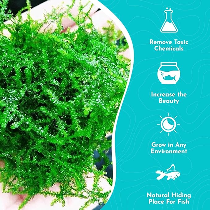 Live Aquarium Weeping Moss Vesicularia Ferriei - Long Lasting & Easy to Maintain - Improve Water Quality - Stunning Appearance
