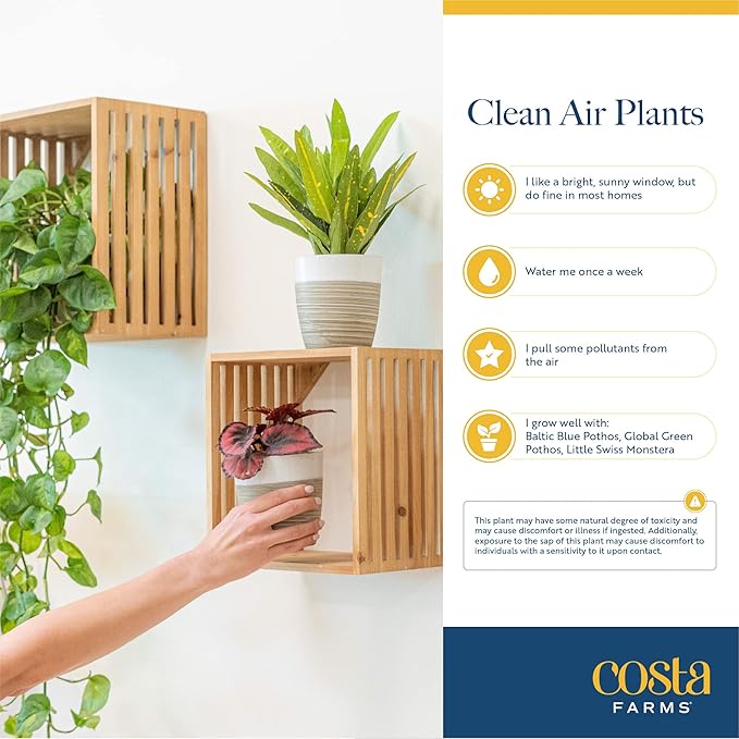 Costa Farms Live Plants (Pack of 6), Easy to Grow Live Indoor Houseplants in 3.8-Inch Plant Pots, Hand-Selected Varieties, Home and Room Decor, 8-10 Inches Tall