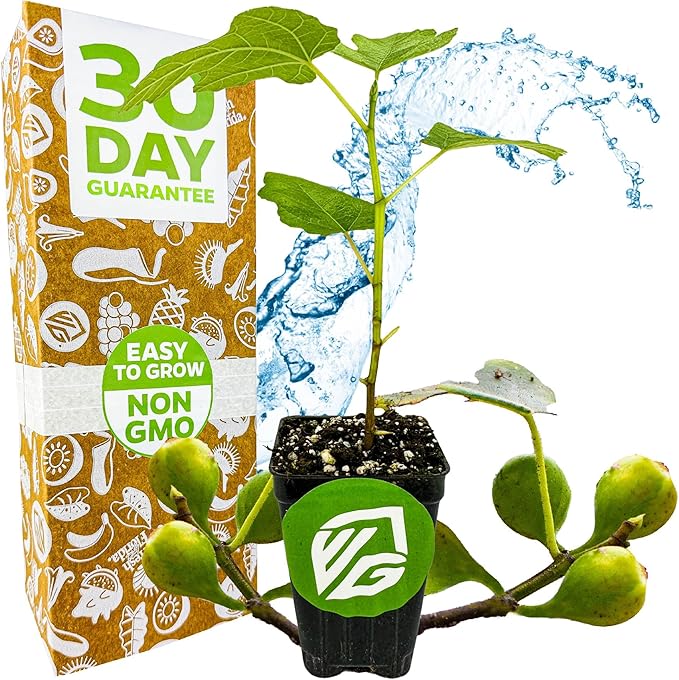 Fignomenal Dwarf Fig Live Plant - Ficus carica - Wellspring Gardens Starter Potted Plant for Indoor and Outdoor Home Decor, Gift Essential for House