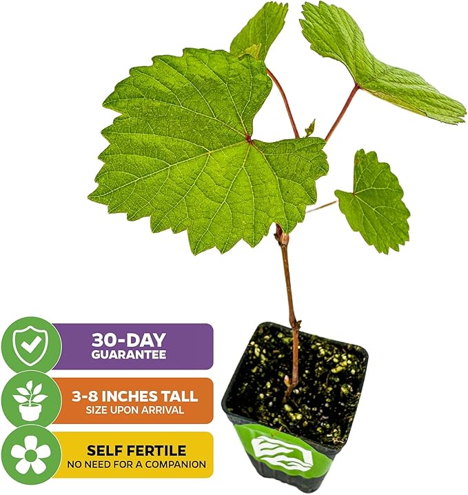 Blanc du Bois Grape - Vitis labrusca - Wellspring Gardens Starter Plant - Live Plant for Outdoor Gardens - Vigorous Grapevine Plants - Ideal for Fruit Gardening in Patio and Garden