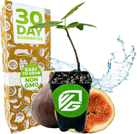 Brown Turkey Fig - Ficus carica by Wellspring Gardens - Sweet Bronze Fruit - Mediterranean Garden - Resilient Fruit Tree - Self-Pollinating Fig Tree - Ornamental Fruit Tree