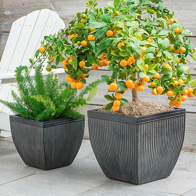 Direct Gardening Cleopatra Dwarf Mandarin Orange Tropical Citrus Starter Tree-Can't Ship to AZ,CA,FL,LA,SC or TX