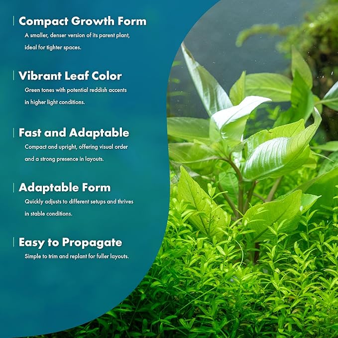 Dwarf Hygrophila Corymbosa Siamensis Live Aquarium Plant - Freshwater Fish Tank Decorations and Natural Aquatic Decor (1)