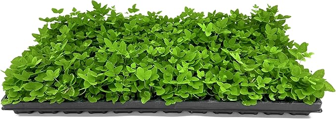 Royal Fern | 20 Live Plants | Osmunda regalis | Decorative Shade-Loving Perennial | Lush Green Foliage for Moist Gardens & Landscapes