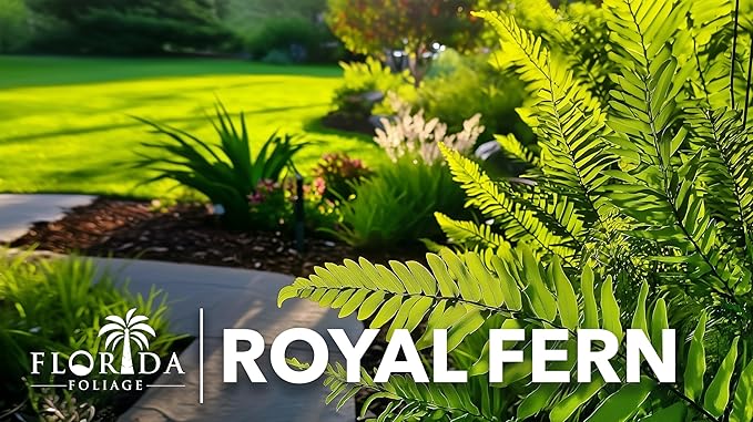 Royal Fern | 20 Live Plants | Osmunda regalis | Decorative Shade-Loving Perennial | Lush Green Foliage for Moist Gardens & Landscapes