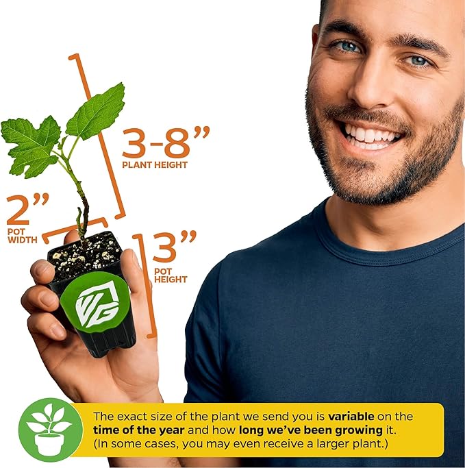 Fignomenal Dwarf Fig Live Plant - Ficus carica - Wellspring Gardens Starter Potted Plant for Indoor and Outdoor Home Decor, Gift Essential for House