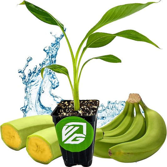 Dwarf Kokopo Banana Plant - Musa acuminata by Wellspring Gardens - Swift Fruiting, Exquisite Taste, Orange-Tinted Pulp, Container and Outdoor Growth, Vitamin A and Beta Carotene-Rich Banana