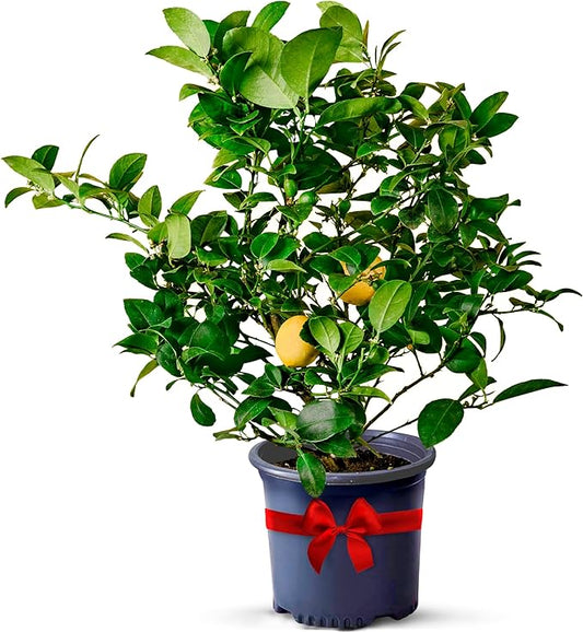Meyer Lemon Trees Live Plants Outdoor 18-22" Tall - Dwarf Fruit Trees Potted Cannot Ship: CA/AZ/TX/LA – Mini Lemons Plant, Citrus Tree, Indoor Fruit Tree Live Plants, Housewarming Gift by Via Citrus