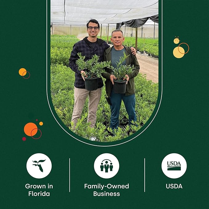 Persian Lime Plant Fruit Trees - Indoor Fruit Trees Live Plants, Outdoor Plants Live, Citrus Tree Pots for Housewarming, Patio, Lime Garden, Cannot Ship: CA,AZ,TX,LA, Real Indoor Tree by Via Citrus