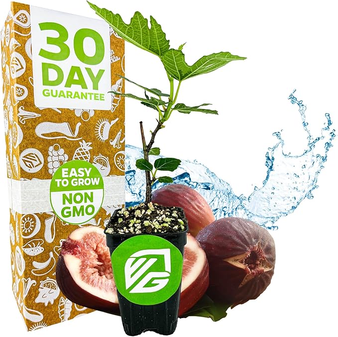 Beer's Black Fig Tree (Dwarf Habit) Live Plant - Ficus carica 'Beer's Black' - Wellspring Gardens - Cold-Hardy Fig, Dwarf Fig Tree, Compact Fig Plant - Fruit Bearing Starter Tree