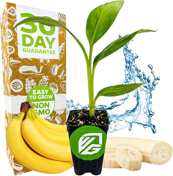 Dwarf Cavendish Banana Plant Live Tree - Musa by Wellspring Gardens – Starter Plant for Indoor and Outdoor Ambiance - Compact Size
