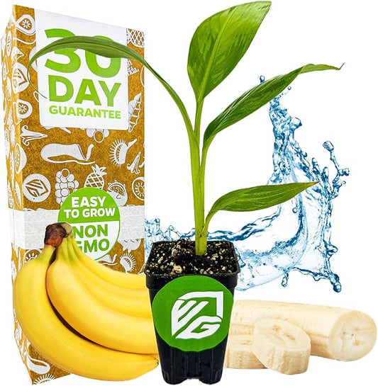 Dwarf Cavendish Banana Plant Live Tree - Musa by Wellspring Gardens – Starter Plant for Indoor and Outdoor Ambiance - Compact Size