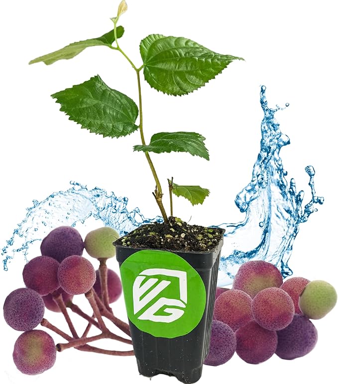 Sherbet Berry Live Plant (Phalsa/Falsa) - Grewia asiatica - Wellspring Gardens Starter Plant - Live Plant Rare Fruit-Bearing Tree - Easy to Grow Tropical Plants for Garden, Yard, Patio & Landscaping