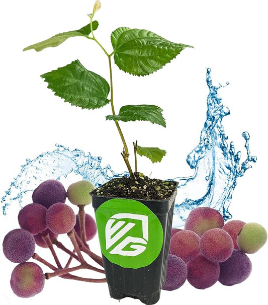 Sherbet Berry Live Plant (Phalsa/Falsa) - Grewia asiatica - Wellspring Gardens Starter Plant - Live Plant Rare Fruit-Bearing Tree - Easy to Grow Tropical Plants for Garden, Yard, Patio & Landscaping