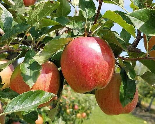 TriStar Plants - Gala Apple Tree - 1 Gallon - Healthy Established Roots, Semi Dwarf Apple Tree, Easy Care Orchard