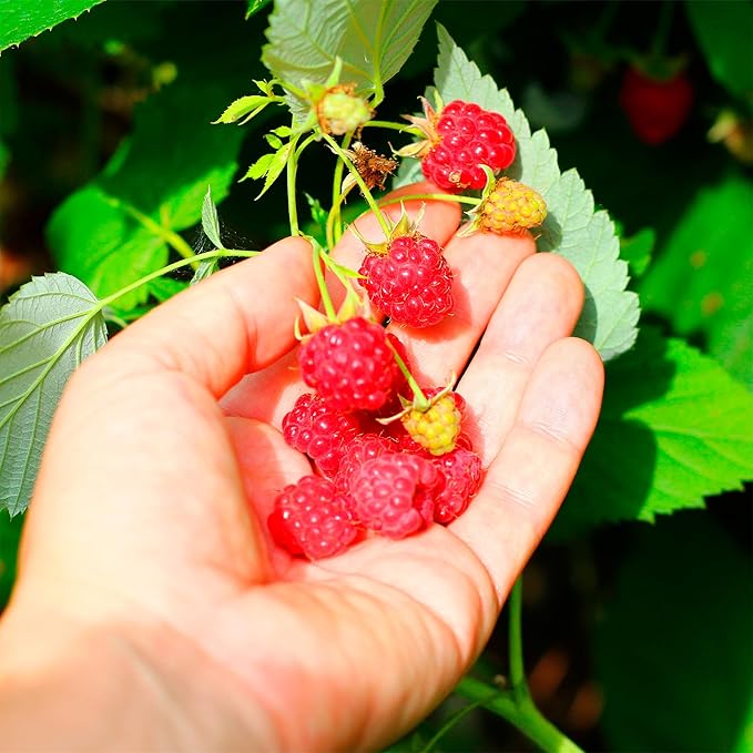 Back to the Roots Organic Wild Strawberry Grow Kit