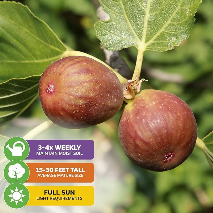 Brown Turkey Fig - Ficus carica by Wellspring Gardens - Sweet Bronze Fruit - Mediterranean Garden - Resilient Fruit Tree - Self-Pollinating Fig Tree - Ornamental Fruit Tree