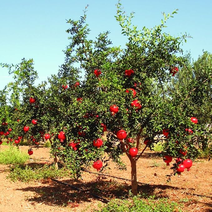Pack 2 Wonderful Pomegranate Tree, Hardy Red Pomegranate Bush - for Gardens and Pots- Full Roots and Easy to Plant, Size 5 to 10 Inch Tall