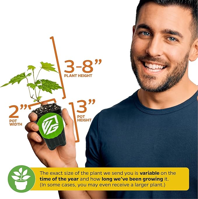 Blanc du Bois Grape - Vitis labrusca - Wellspring Gardens Starter Plant - Live Plant for Outdoor Gardens - Vigorous Grapevine Plants - Ideal for Fruit Gardening in Patio and Garden