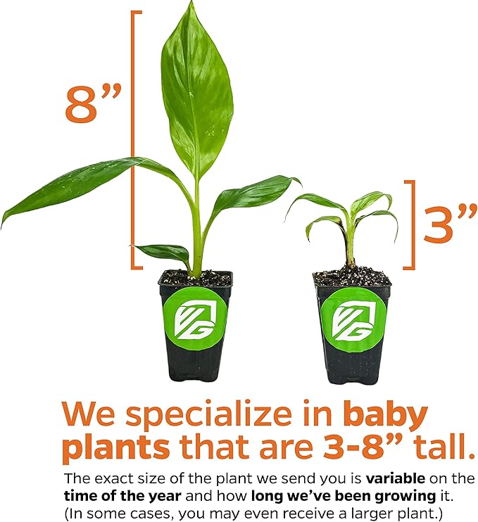 Tropicana Banana - Musa 'Tropicana' by Wellspring Gardens - Super Dwarf Cavendish Variety - Indoor and Outdoor Tropical Plant - Compact, Edible Bananas, Maroon/Purple Foliage