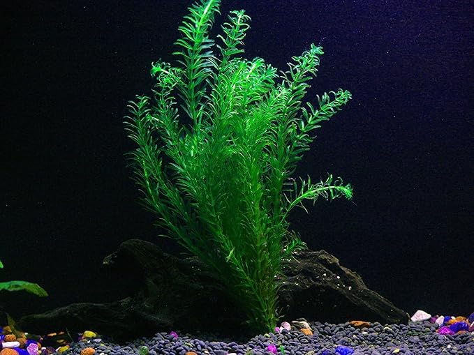 Anacharis and Hornwort Bundle for Ponds and Aquariums