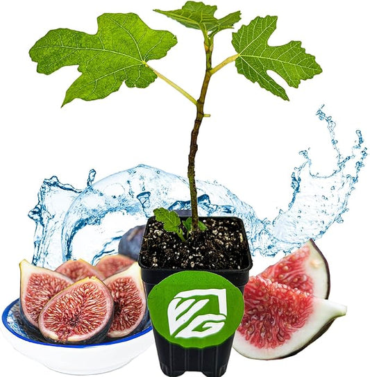 Black Mission Fig Tree Live Plant - Ficus carica - Wellspring Gardens Starter Plant