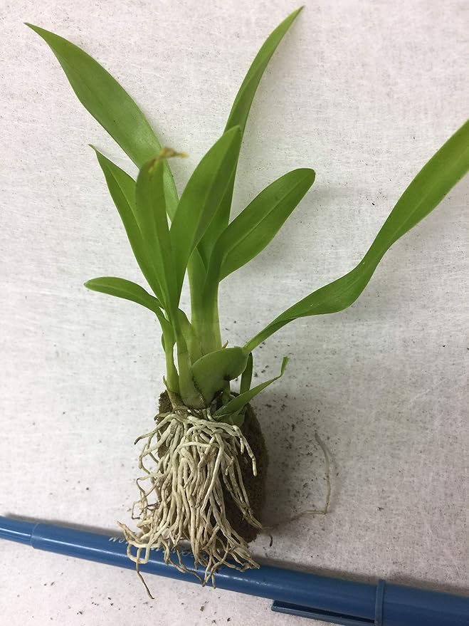 '-Onc. Twinkle 'Yellow Bird' - Fragrant Blooms Easy to Grow and Bloom! Miniature windowsill-Size, Cool and Warm Tolerant. Yellow Flowered Variety. NOT in-Bud/Bloom When Shipped